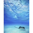 thumbnail image 2 of French Polynesia  Tahiti  Bora Bora  Stingray In Beautiful Turquoise Water. Poster Print, 2 of 2