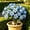 d, variant on Desert Rose-Easy Grow-Low Maintenance-Ideal for Beds Borders,Plant Pots & Planters