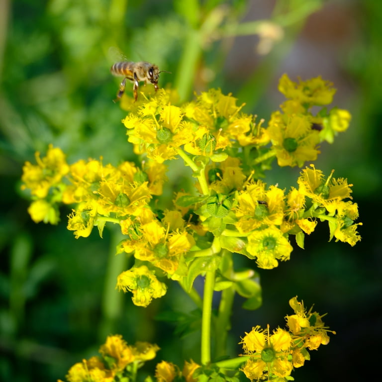 natural bug repellent spray for plants All Natural Bug Spray: Safe for the Whole Family 2 oz