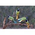 thumbnail image 2 of Ditto, Larry 18x13 Gold Ornate Wood Framed with Double Matting Museum Art Print Titled - Green Jays (Cyanocorax yncas) perched, 2 of 4