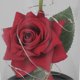 thumbnail image 3 of Electric LED Rose Glass Lint Decorative Light 2pcs Rose Glass Cover for Birthday Mother, 3 of 4