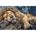 thumbnail image 2 of Rompecabezas Trefl 1000 piezas Softclick León Durmiendo 10447, 2 of 2