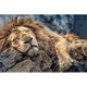 thumbnail image 2 of Rompecabezas Trefl 1000 piezas Softclick León Durmiendo 10447, 2 of 2