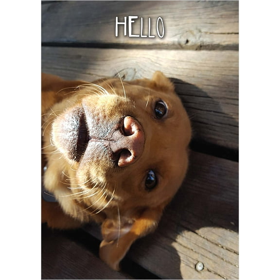 Shared Blessings Hello Dog 1 Count Religious Thinking of You KJV Bible Verse Greeting Card, King James Version Scripture, Envelope Included