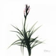 thumbnail image 2 of Koetsier, Albert 15x15 Black Ornate Wood Framed with Double Matting Museum Art Print Titled - Briannas Bud, 2 of 4