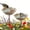 Golden 2PCS, variant on Handmade Ceramic Mini Pollinator Watering Station, Colorful Flower Bee Water Feeder & Butterfly Bird Bath, Small Outdoor Garden Stake Yard Art Decor Gift for Nature Lovers (6 Colors)