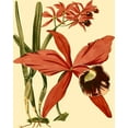 thumbnail image 2 of Vision Studio 20x24 White Modern Wood Framed Museum Art Print Titled - Mini Orchid Splendor III, 2 of 4