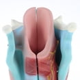 thumbnail image 4 of Étude du Modèle Fonctionnel du Larynx Humain Élargi en 3 Parties,, 4 of 8