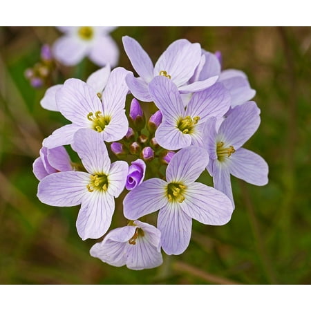 LAMINATED POSTER Macro Single Flowers Spring Smock Close Rain Field Poster Print 24 x 36