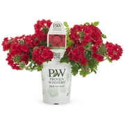 Proven Winners 1.56PT Verbena Sprbna Red