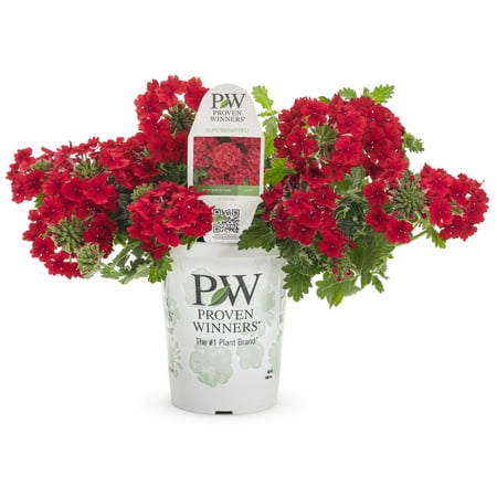 Proven Winners 1.56PT Verbena Sprbna Red