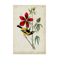 Trademark Fine Art 'Audubon Bird and Botanical I' Canvas Art by John James Audubon