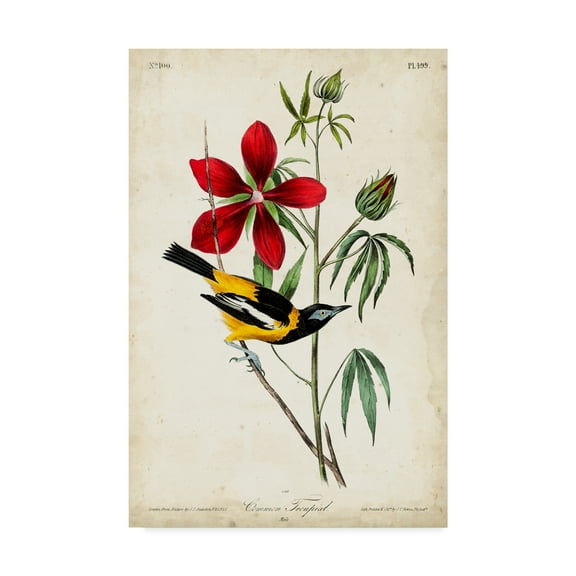 Trademark Fine Art 'Audubon Bird and Botanical I' Canvas Art by John James Audubon