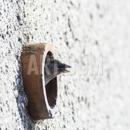 House Sparrow Head Sticking from the Hole of the Wall. Wildlife Photography with Blank Space. Print Wall Art By Martin