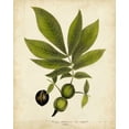 thumbnail image 2 of Torrey, John 20x24 Black Ornate Wood Framed with Double Matting Museum Art Print Titled - Hickory Tree Foliage, 2 of 4