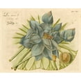 thumbnail image 2 of Vision Studio 24x20 Black Ornate Wood Framed with Double Matting Museum Art Print Titled - Blue Lotus Flower II, 2 of 4