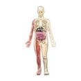 thumbnail image 4 of Kit de ciencia del modelo de cuerpo humano órganos extraíbles huesos del esqueleto modelo esqueleto de bricolaje para niños niños y niñas niños de 8 a, 4 of 8