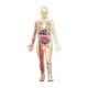 thumbnail image 4 of Modelo de cuerpo humano 3D Modelo de esqueleto órganos removibles huesos Educativos para niños y niñas de 8 a 12 años Fisiología de Halloween Regalos, 4 of 10