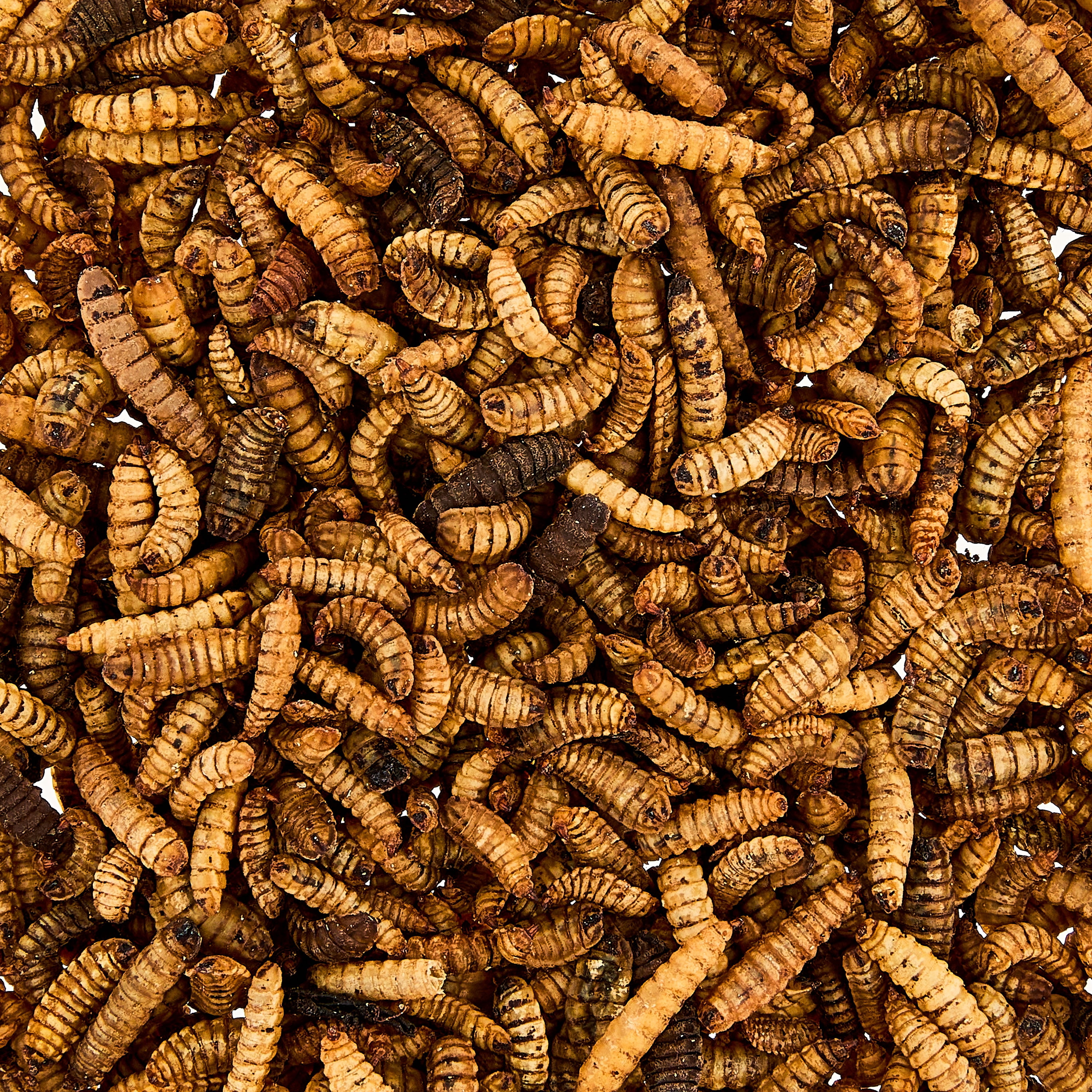 Vibrant Life Dried Soldier Worm Treats for Chickens, 1 lb Bag