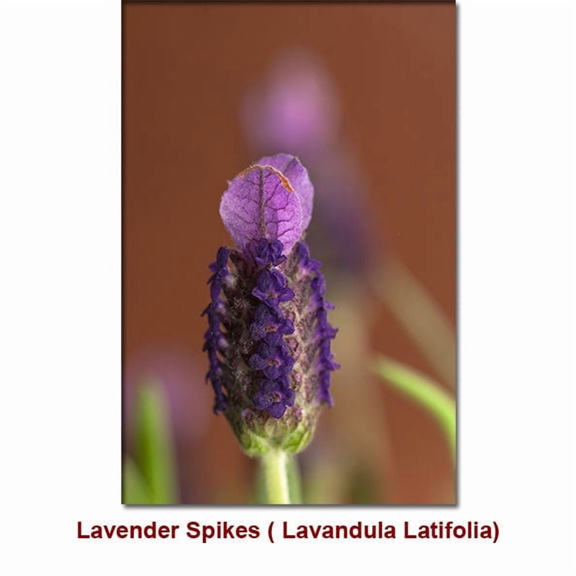 Lavender Spike Organic Essential Oil 1 fl oz (30 ml) - 100% Pure and Natural by Silky Scents