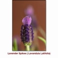 thumbnail image 2 of Lavender Spike Organic Essential Oil 15 ml (1/2 fl oz) - 100% Pure and Natural by Silky Scents, 2 of 6