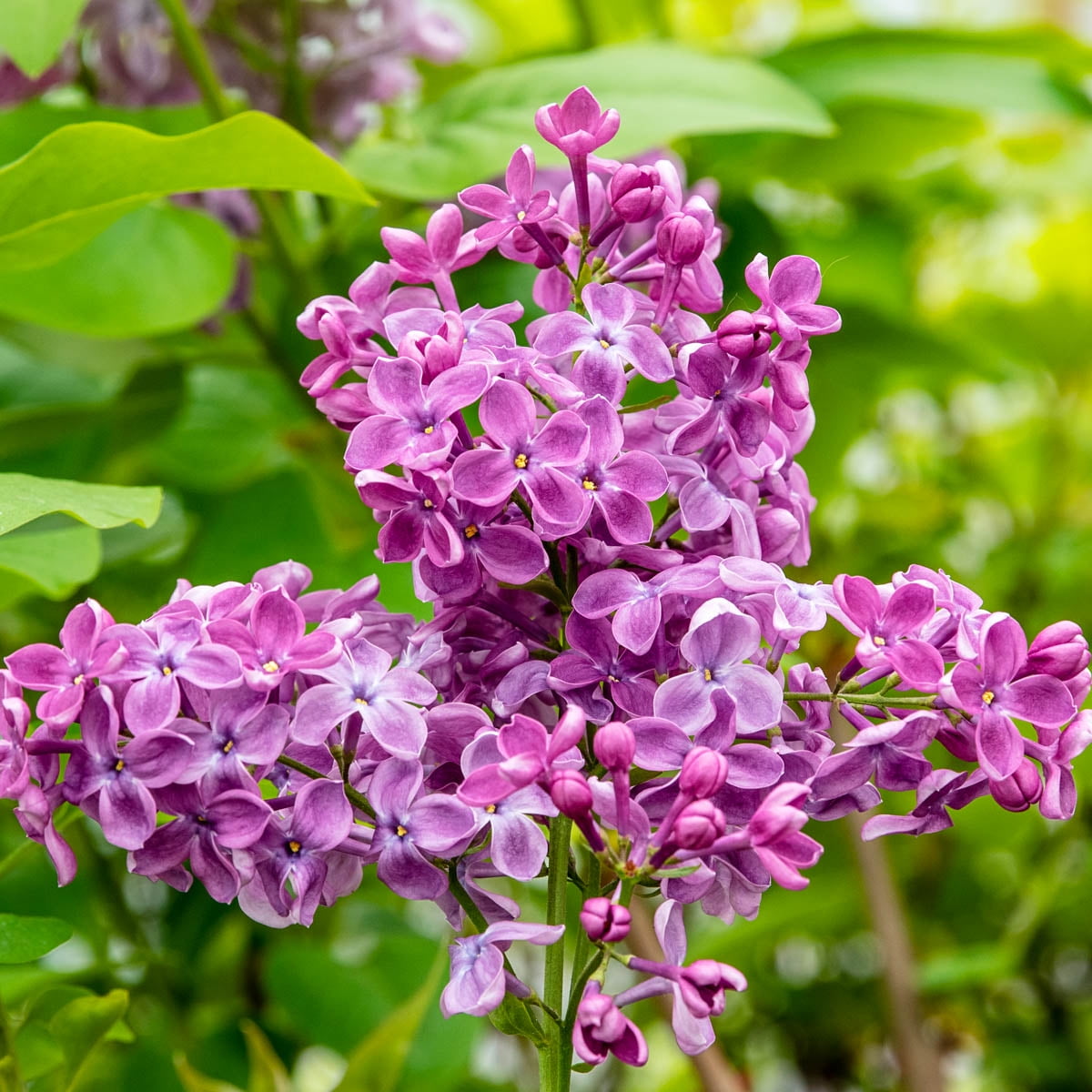 Spring Hill Nurseries Pink Flowering Rosie Beach Party Southern Lilac Syringa, 4-Inch Potted Deciduous Shrub, 1-Pack