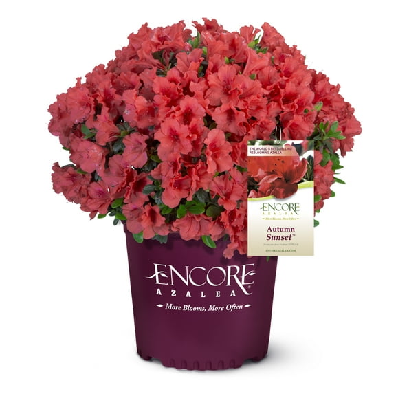 Encore Azalea Autumn Sunset Live Shrub (1 Gallon)
