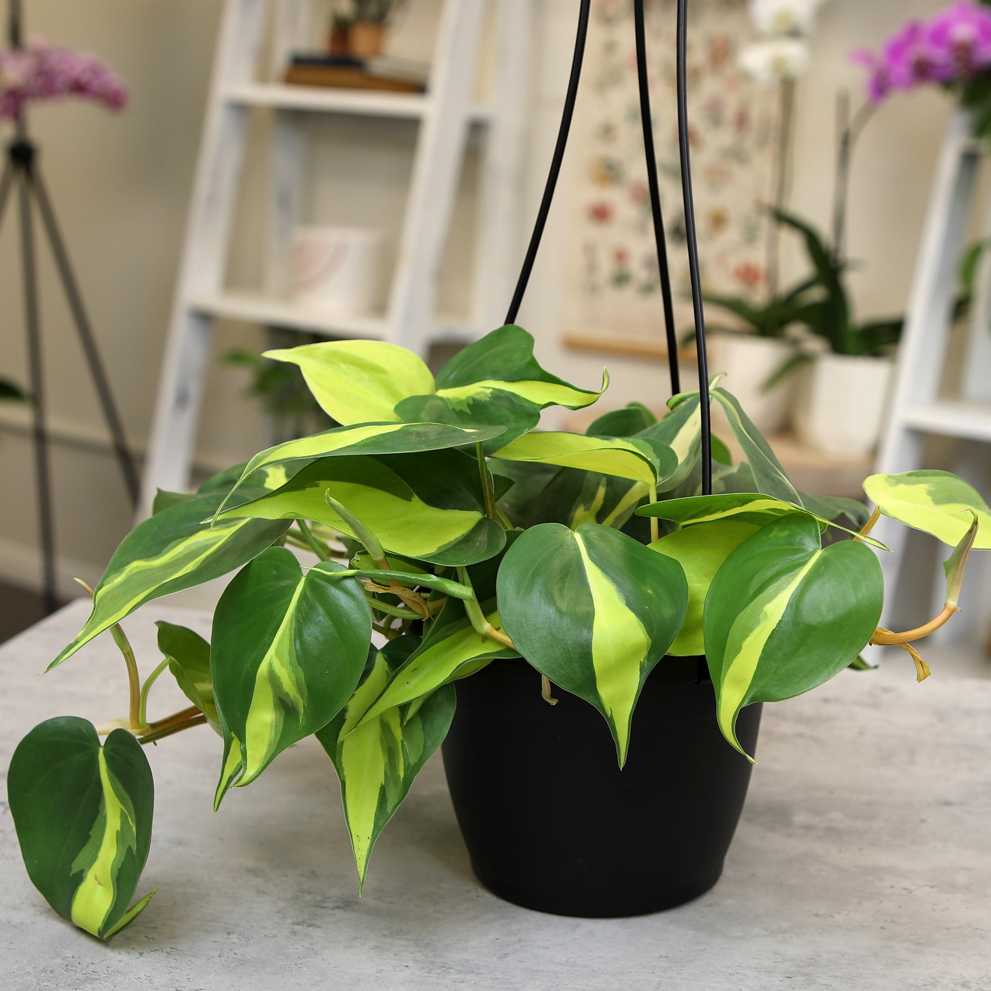 Expert Gardener by Altman Plants Philodendron Brasil House Plant - 6in. Hanging Pot - Indirect Light