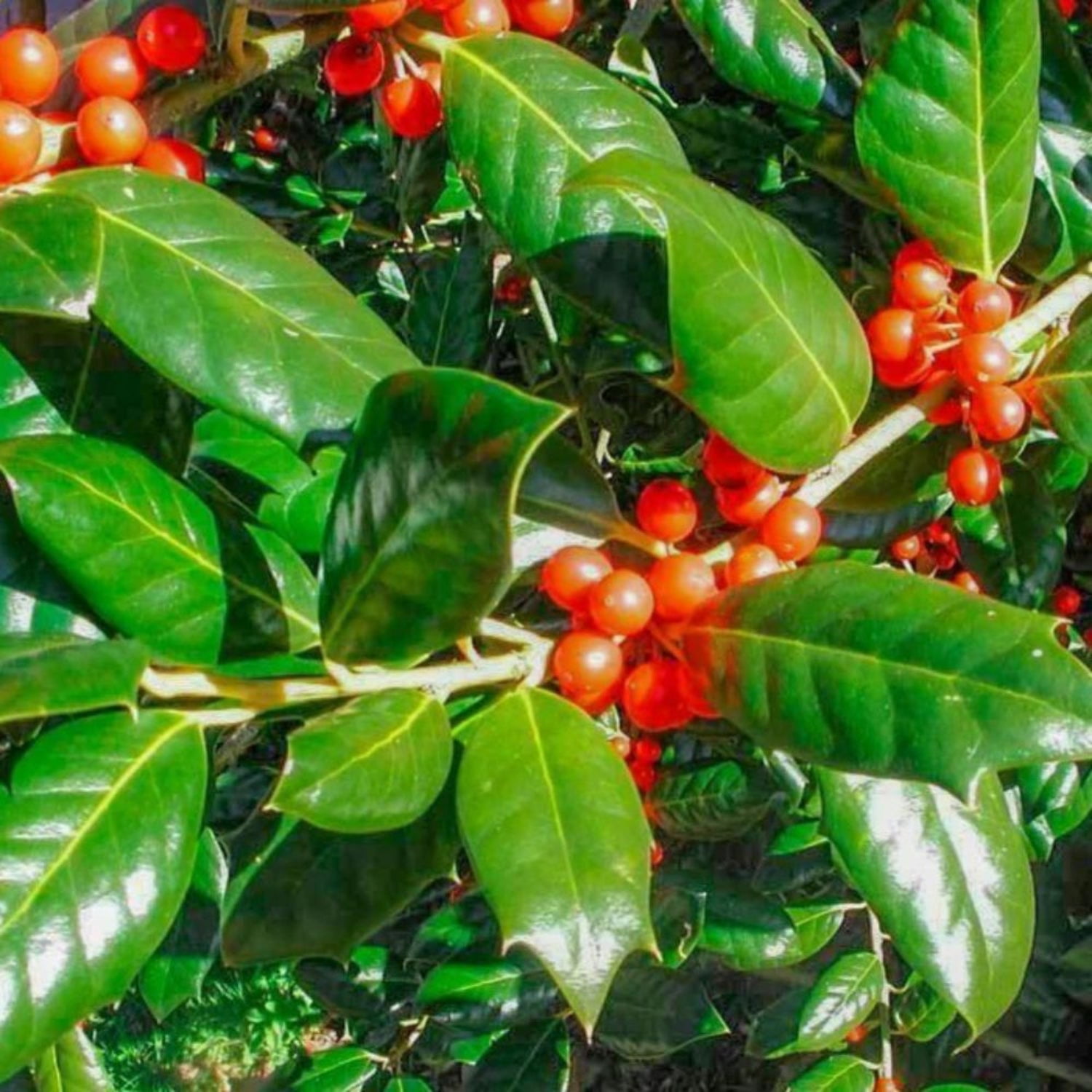 Expert Gardener 1-1.5 ft tall Nellie R. Stevens Holly Live Tree in 1-Gallon Grower Pot
