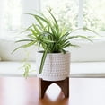thumbnail image 6 of La Jolie Muse Ceramic Planter with Wood Stand - 8 Inch White Cylinder Embossed Hobnail Patterned Flower Plant Pot Indoor, 6 of 10