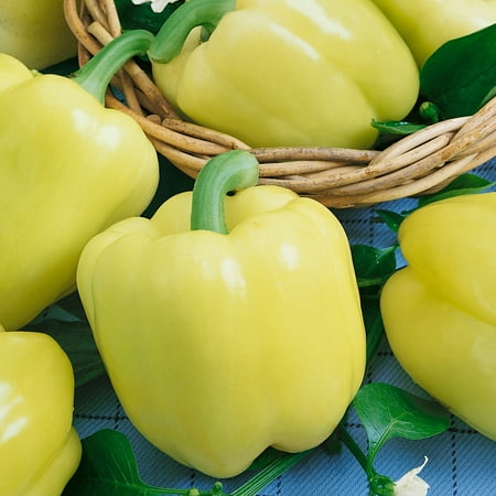 Diamond Sweet Pepper Seeds - 300 Mg Packet ~50 Seeds - Non-GMO - Vegetable Garden - Capsicum annuum