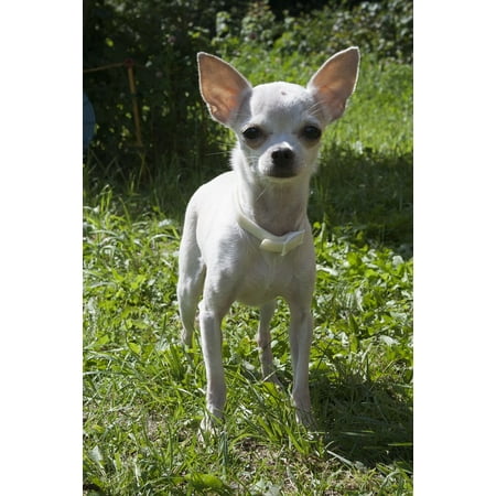 Framed Art For Your Wall Dog Pets Small Chihuahua White Framed Art For Your Wall Dog Pets Small