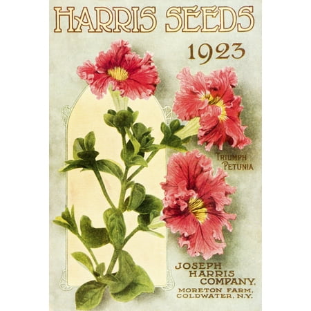 Flower Catalog - Historic Harris Seeds catalog with illustration of Triumph Petunia flower from 20th century Stretched Canvas - Remsberg Inc Design Pics (12 x 18)