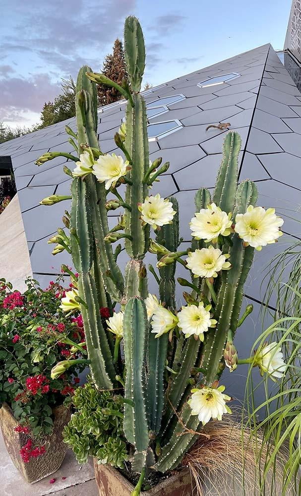 RedCrocus Peruvian Apple Cactus-Cereus peruvianus-Unique indoor plant  10" Pot