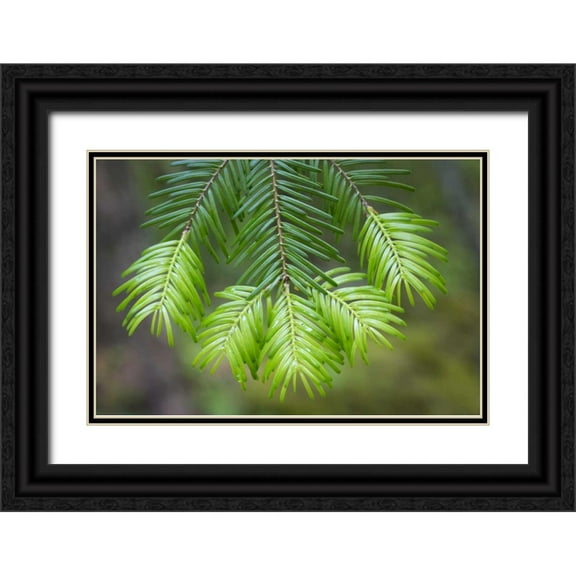 Paulson, Don 32x23 Black Ornate Wood Framed with Double Matting Museum Art Print Titled - Washington, Gifford Pinchot NF Fir tree bough