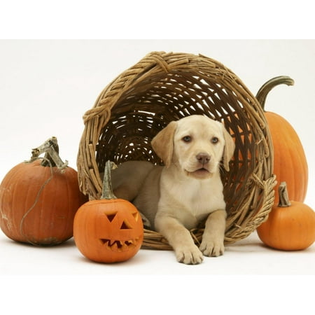 Wall Wicker Baskets Yellow Labrador Retriever Pup Lying in Wicker Basket and Pumpkins at Halloween Print Wall Art By Jane Burton ()