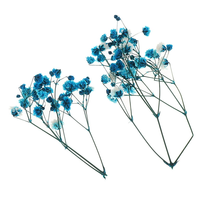 Plants Presses Real Paniculata Flowers Artificial Flowers for Markers - 6  Blue 