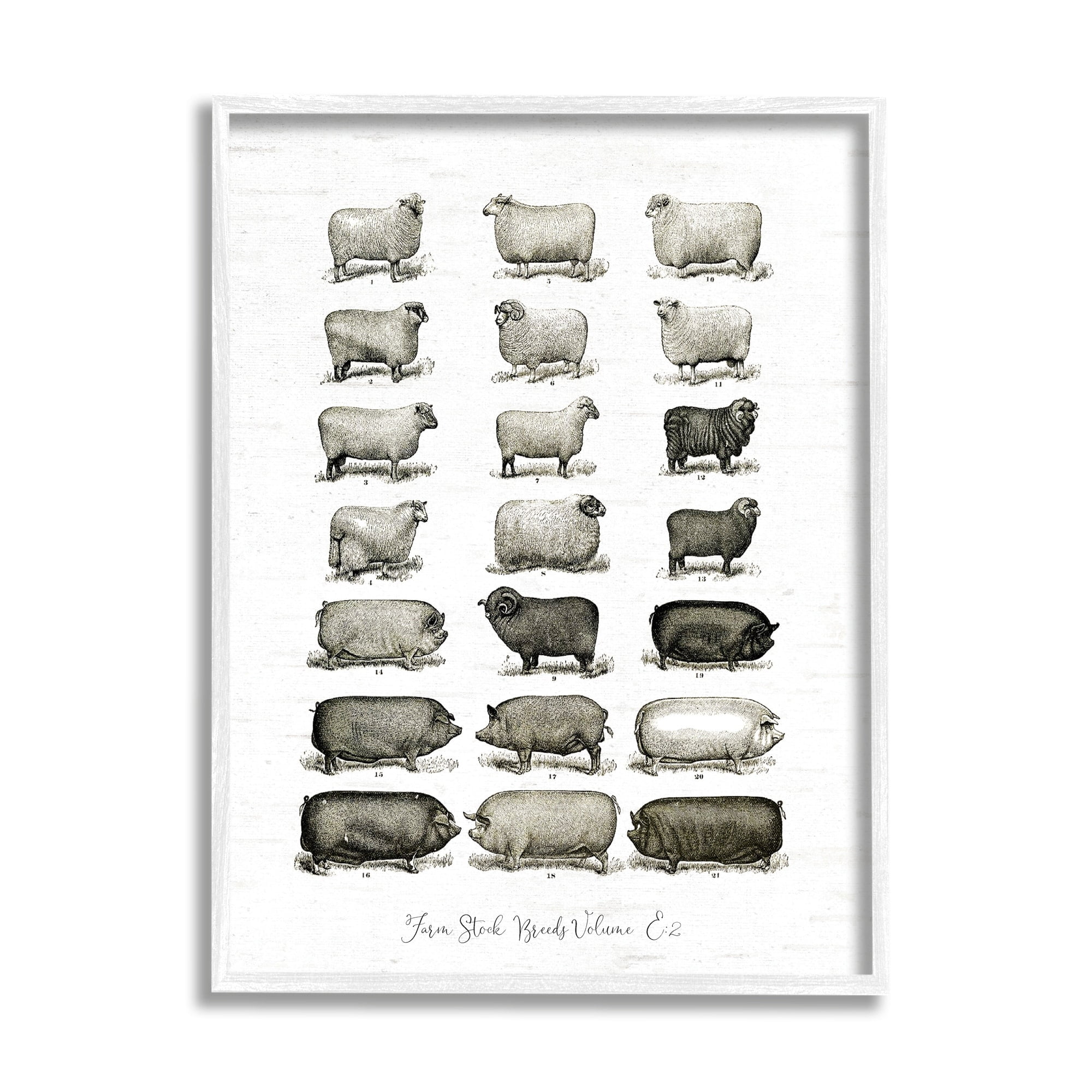 Stupell Industries Farm Animal Breeds Pigs Sheep Diagram Chart Graphic Art White Framed Art Print Wall Art, Design by Lettered and Lined