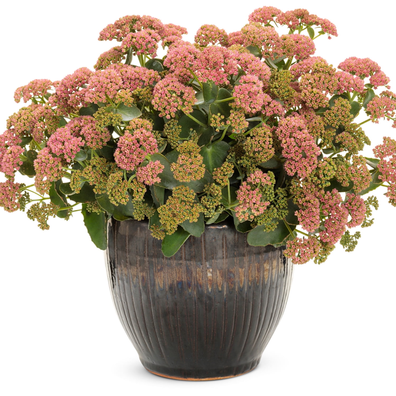 Proven Winners 5" Pink Rock 'N Grow 'Coraljade' Stonecrop Live Plant in 4.5" Pot