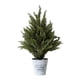 thumbnail image 2 of Pequeño de artificial de ciprés, planta artificial en maceta para mesita de noche, ideal para armario o repisa de chimenea., 2 of 7