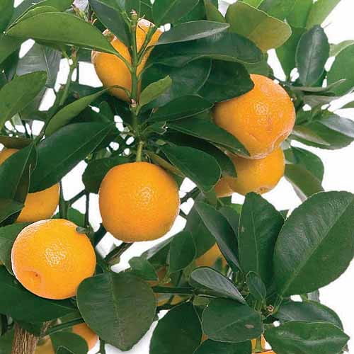 Buy 1year old fruit trees