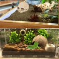 thumbnail image 4 of Accesorios para Terrario PINVNBY Dragón Barbudo con Calavera Humana de Resina, 4 of 7