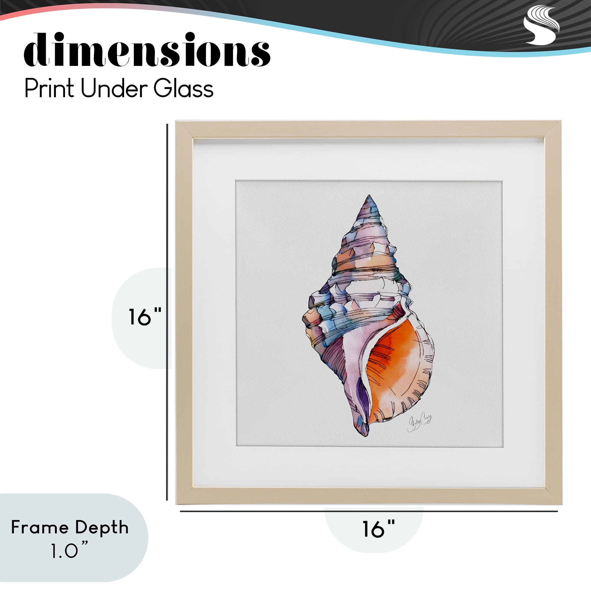 Stupell Industries Sunrise Conch Shell Birch Framed Print Under Glass, design by Shelly Craig