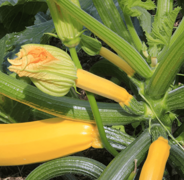 Set 2 Yellow Squash Plants, Yellow Squash Plants in Pot, Live Yellow Zucchini Plants, 2 Squash Plant Bush Zucchini Plants Live for Planting, Yellow Squash Zucchini Seedlings