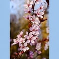 thumbnail image 3 of CafePress - Almond Blossoms In Spring Light T Shirt - Men's Classic Graphic T-Shirt, 3 of 4