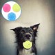 thumbnail image 3 of GOOHOCHY 4 pelotas de juguete para perros con sonido chirriante para limpiar los dientes, juguetes para perros masticadores agresivos., 3 of 8