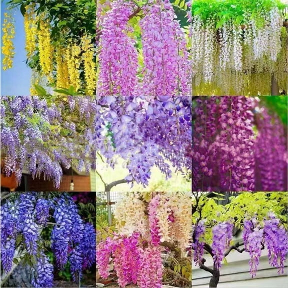 Wisteria Seeds – 50 Mixed Color Flower Seeds, Purple, White, Pink, Blue & Gold Wisteria Vine Seeds for Planting, Fast Growing Climbing Flowers for Garden & Pergola