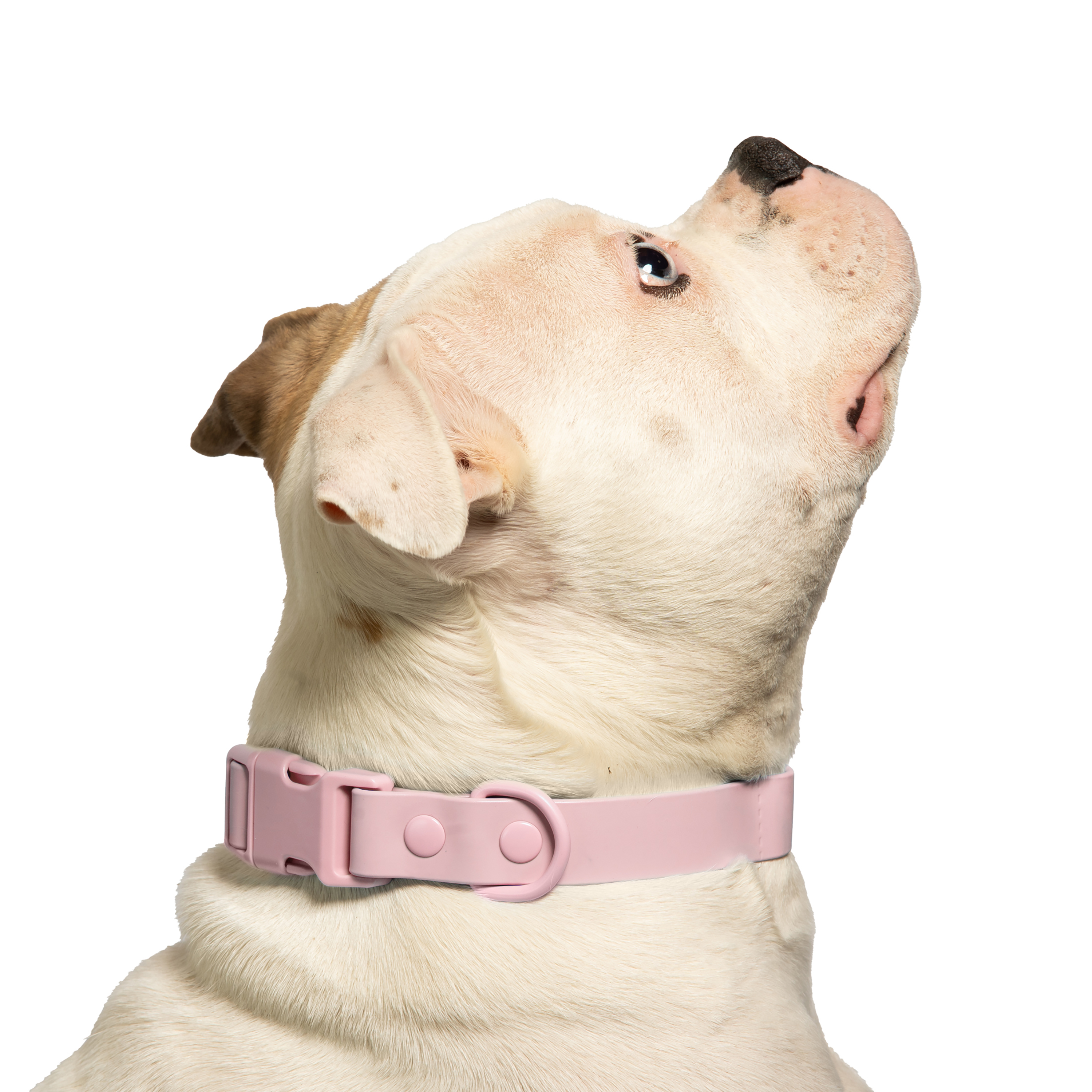 Vibrant Life Water Resistant Adjustable Dog Collar, Pink, M