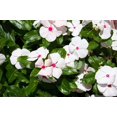 thumbnail image 5 of Seedville 100 Bright Eyes Periwinkle Flower Seed, Deer Resistant, 5 of 10
