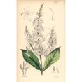 thumbnail image 2 of White-Flowered Eranthemum, Eranthemum Albiflorum Poster Print By ® Florilegius Mary Evans (18 X 24), 2 of 4